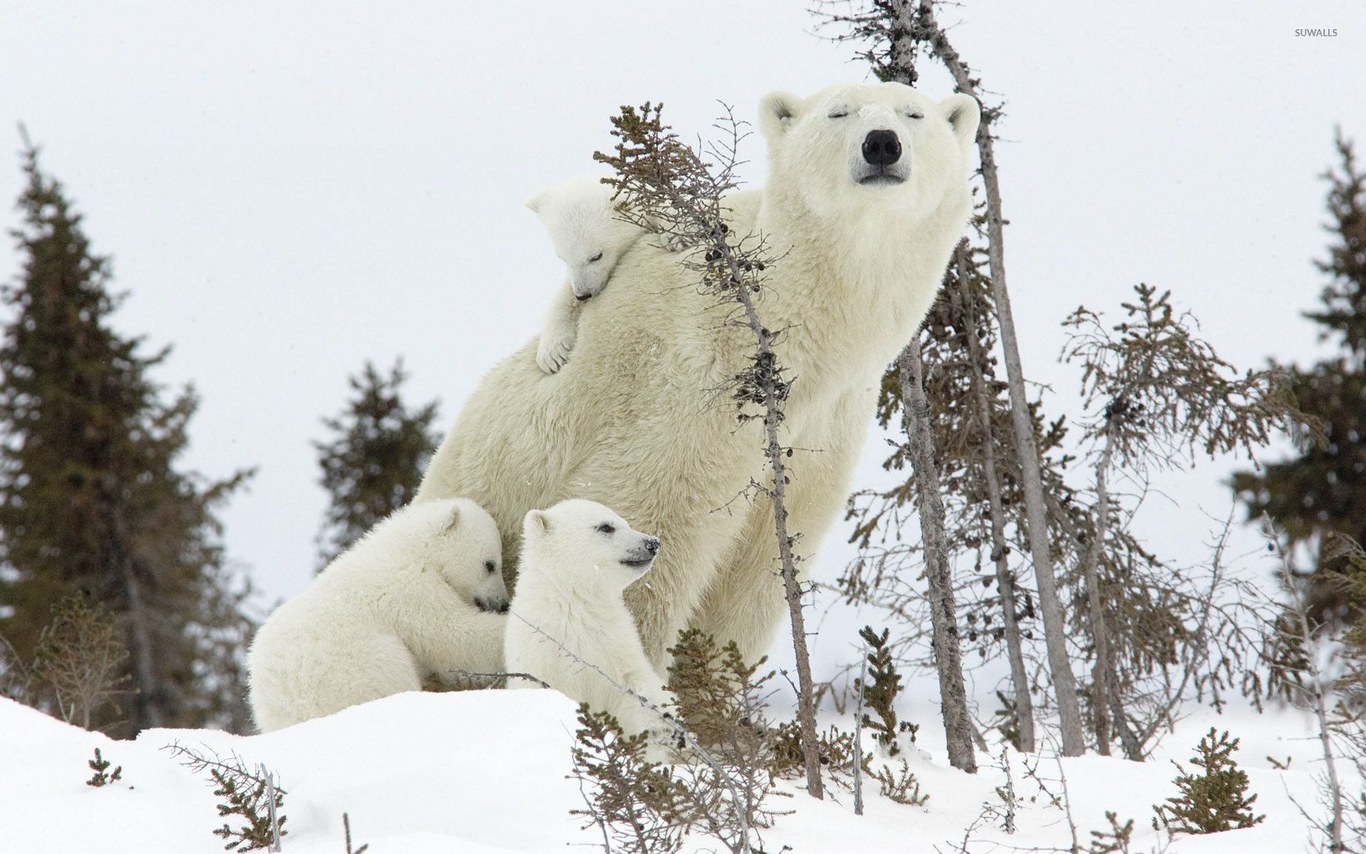 Polar bear and its cubs wallpaper wallpaper