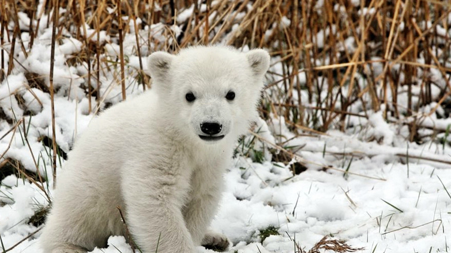 A sweet polar bear cub on the snow