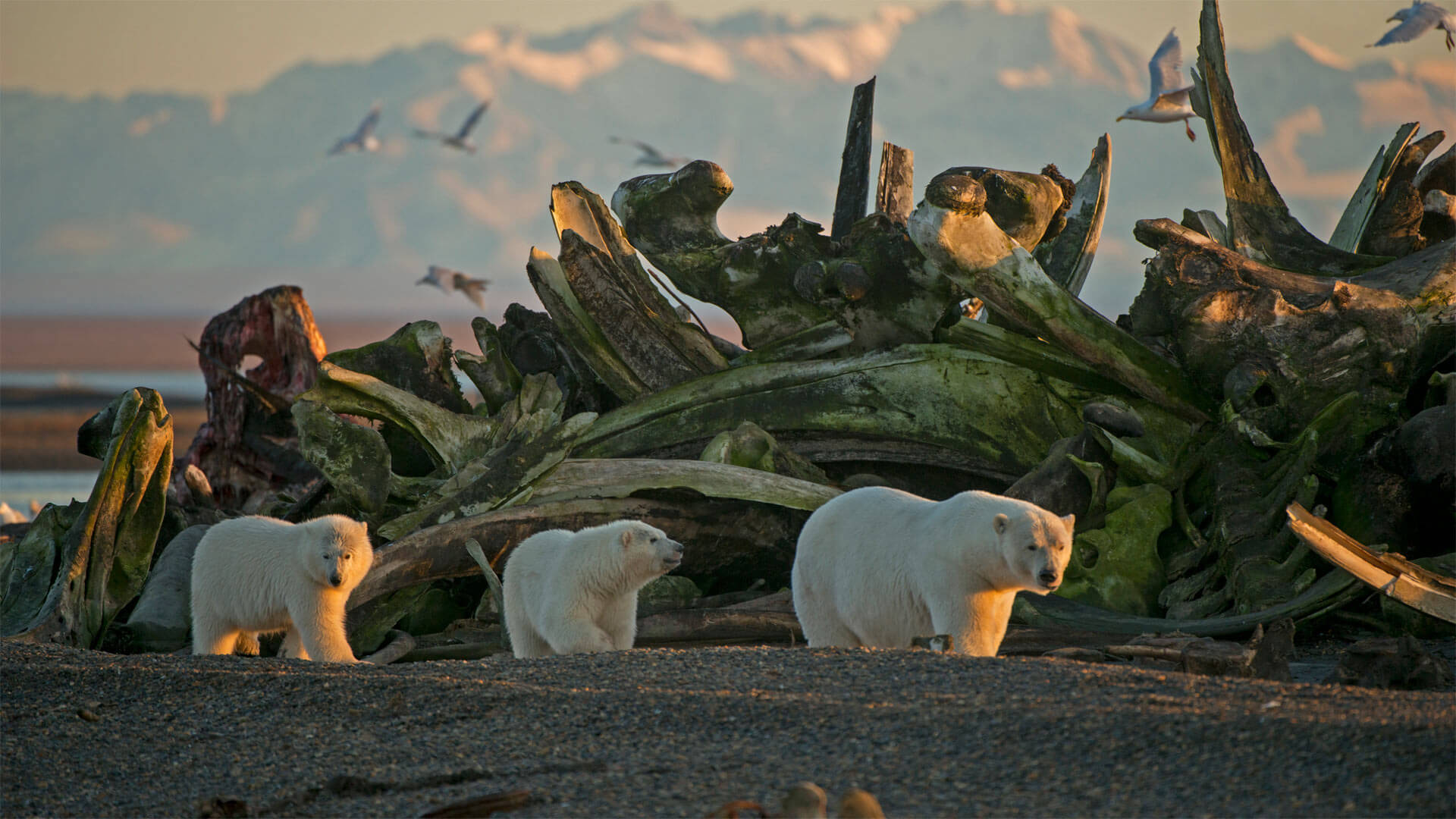 Three cheers for polar bears!