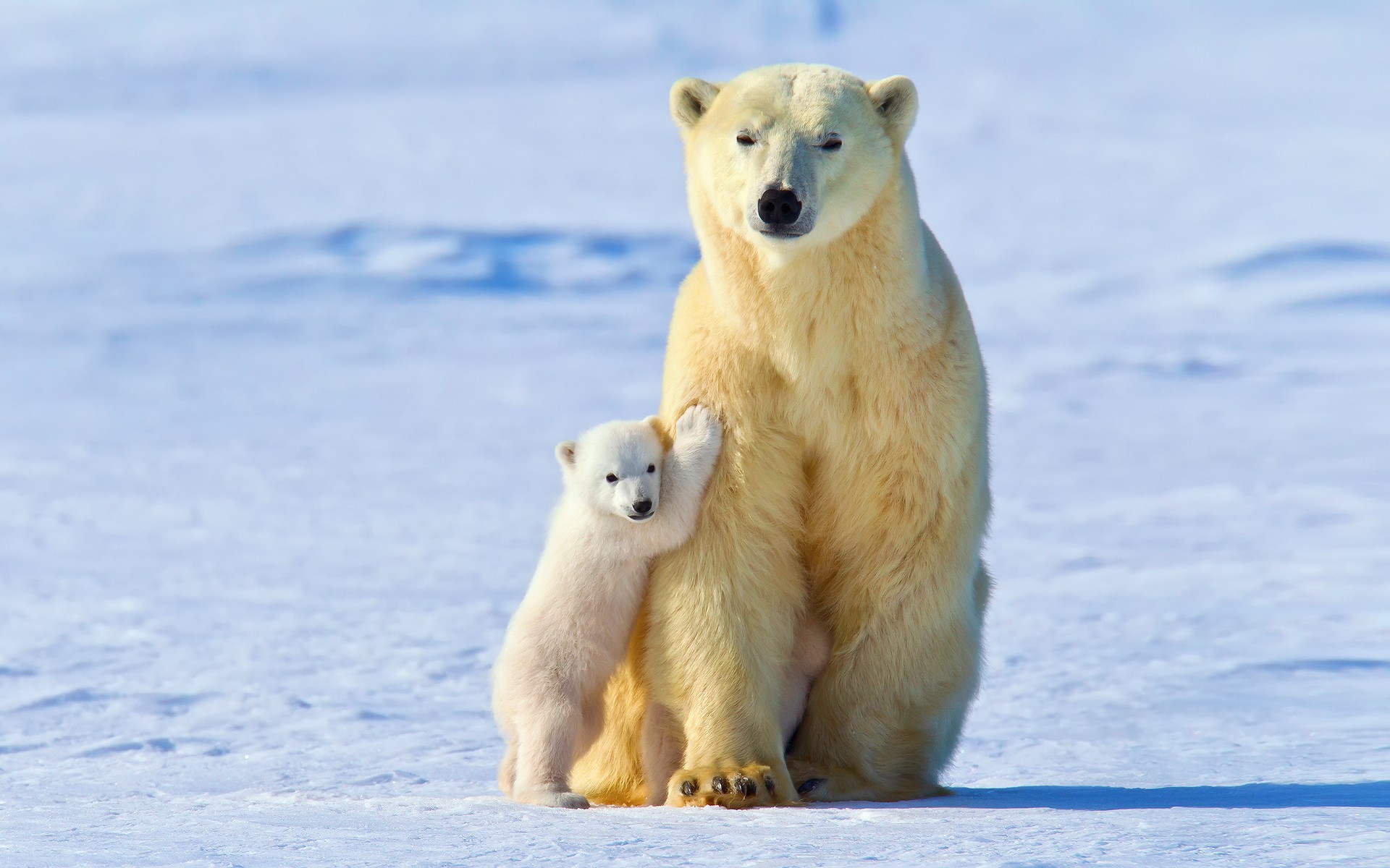 Polar Bear Cubs Wallpapers Wallpaper Cave