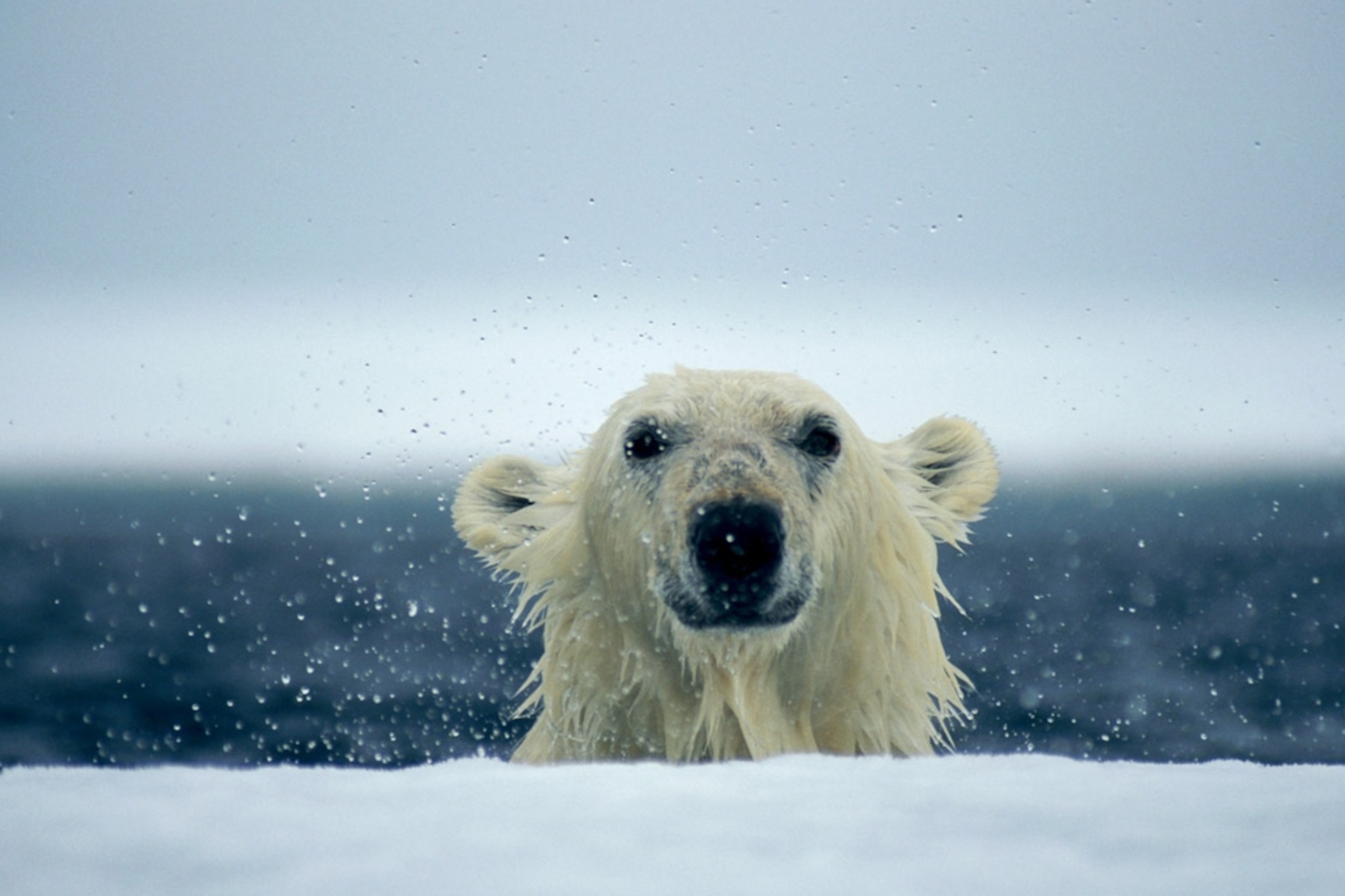 Polar Bear Cubs Wallpapers - Wallpaper Cave