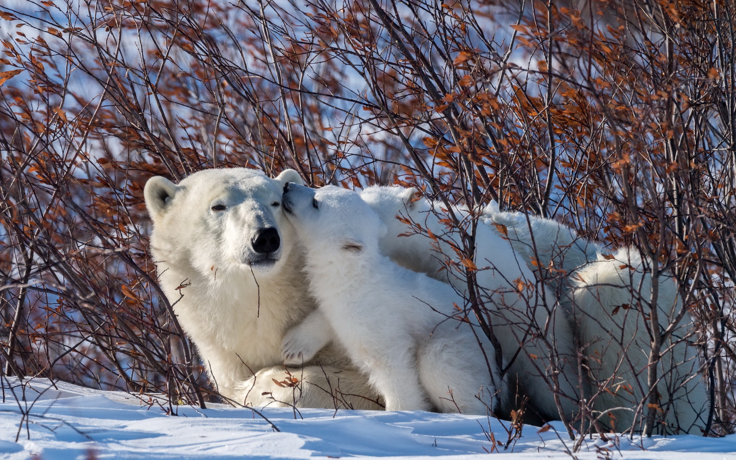 Wallpaper Of Baby Animal, Cub, Polar Bear, Wildlife