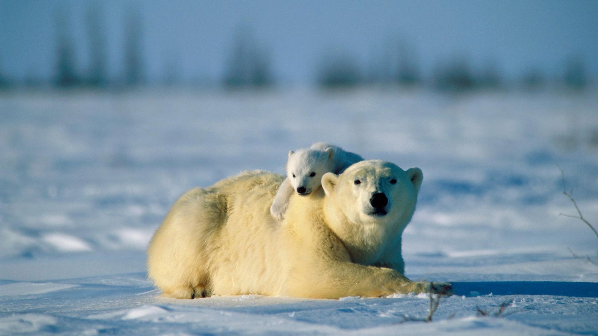 Polar Bear Cubs And Mother