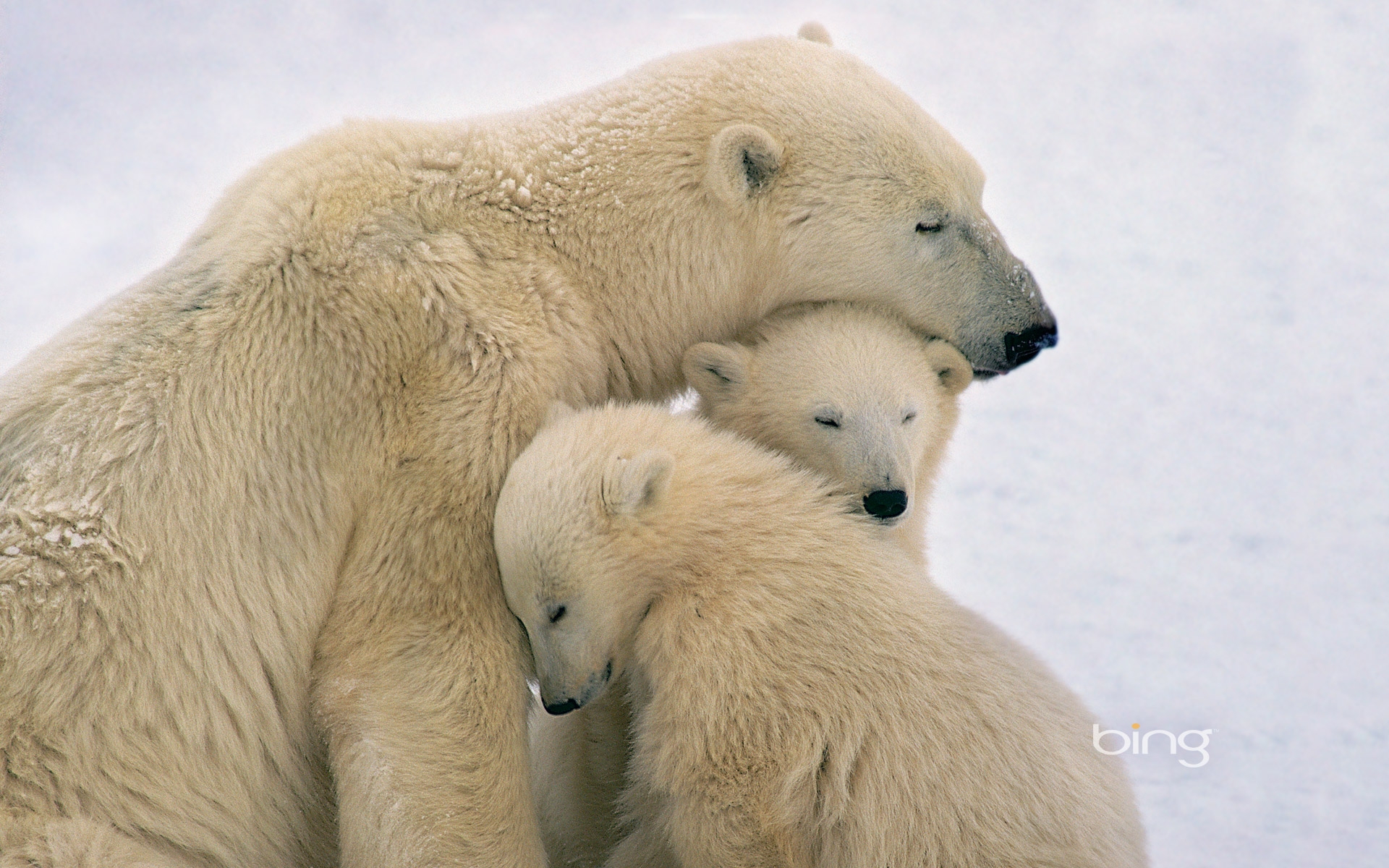 Polar Bear mother and cubs near Hudson Bay Canada bears Wallpaper