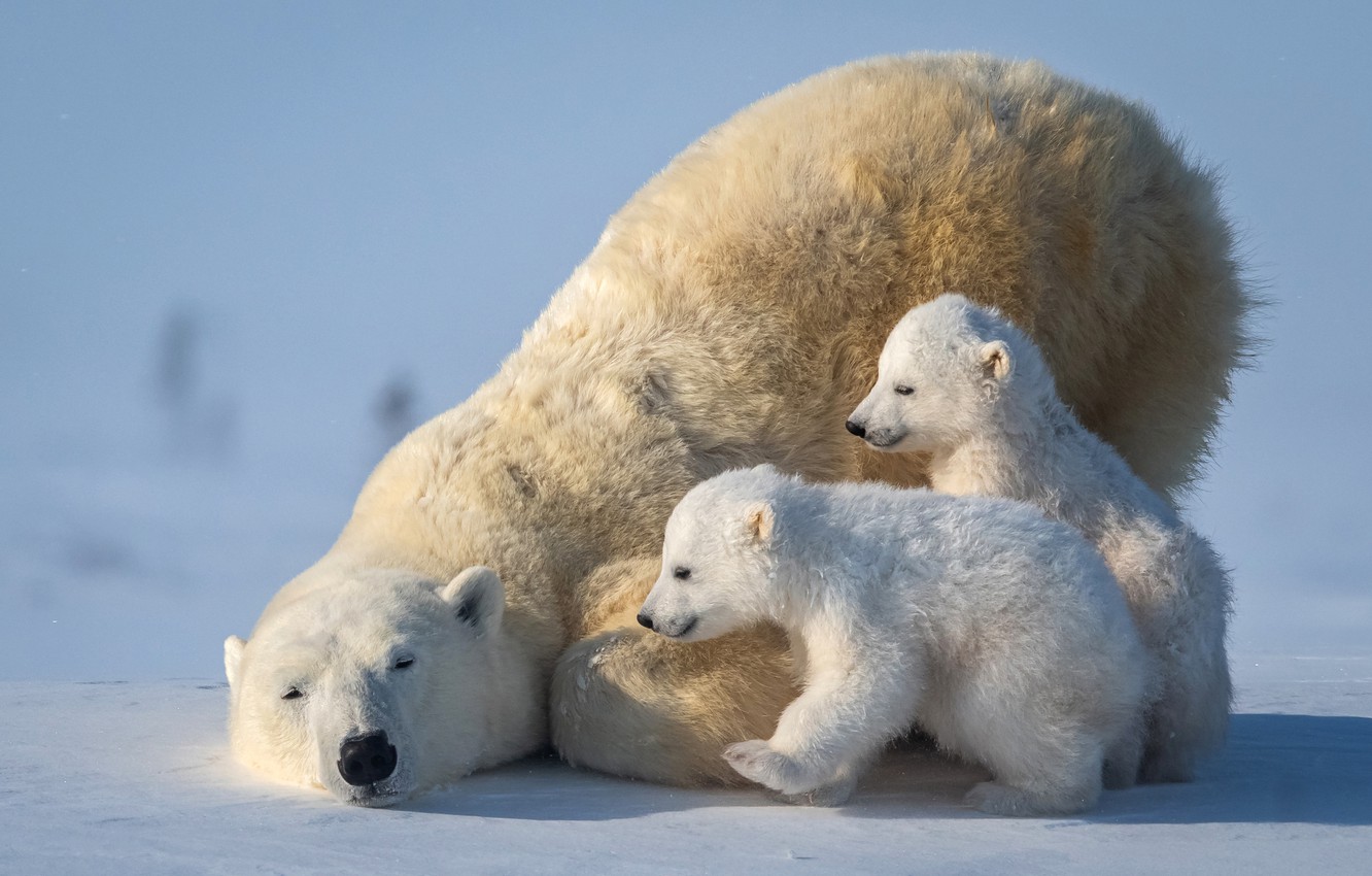 Wallpaper bears, polar bear, Arctic, bear, polar bear, Arctic, cubs, she- bear image for desktop, section животные