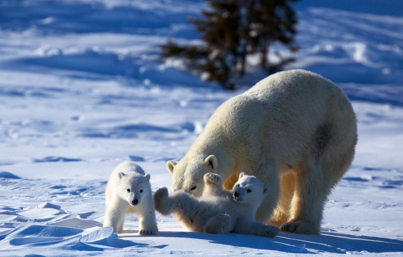 Polar Bear Cubs Wallpapers - Wallpaper Cave