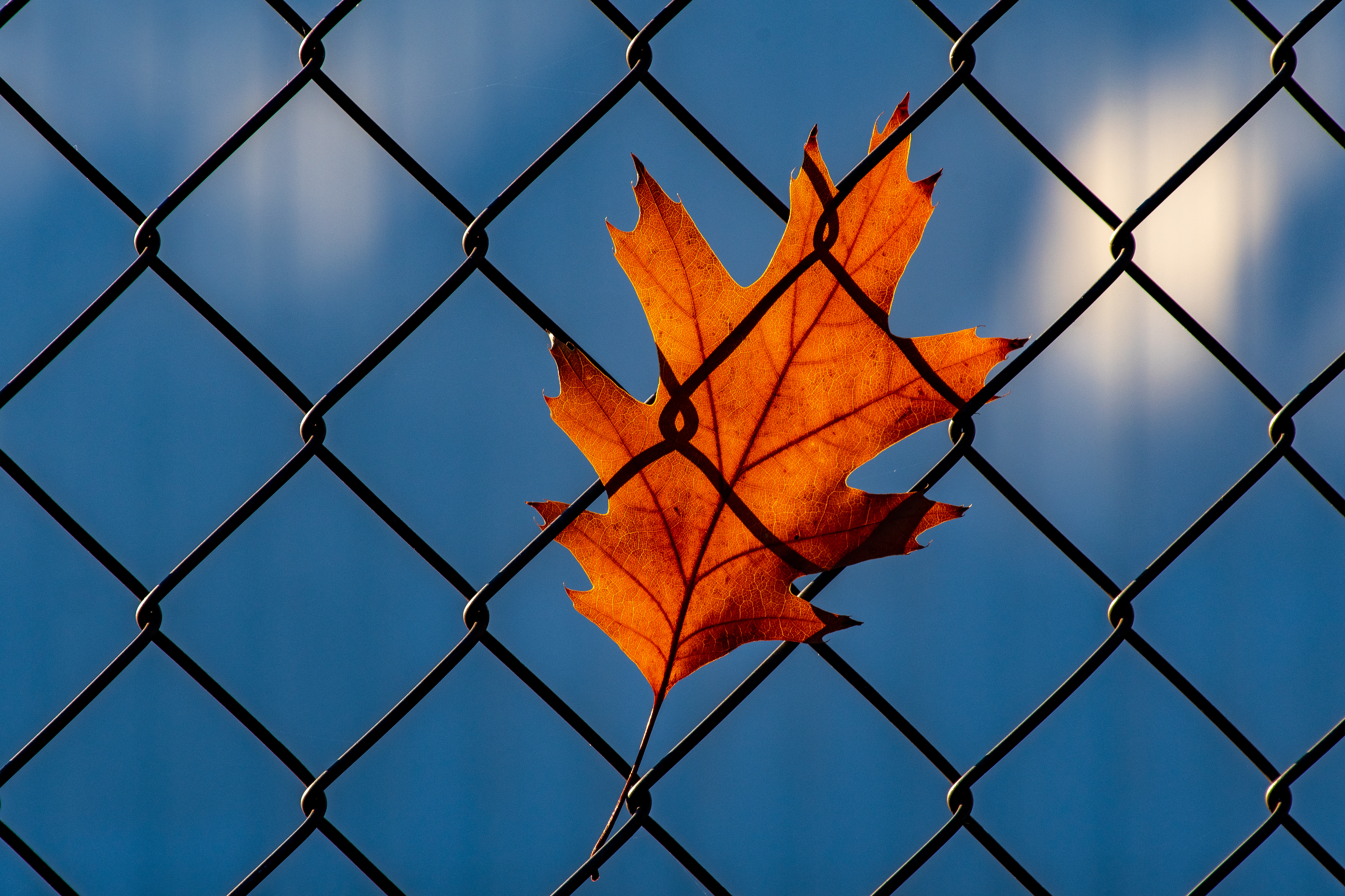 Orange Leaf on Chainlink Fence · Free