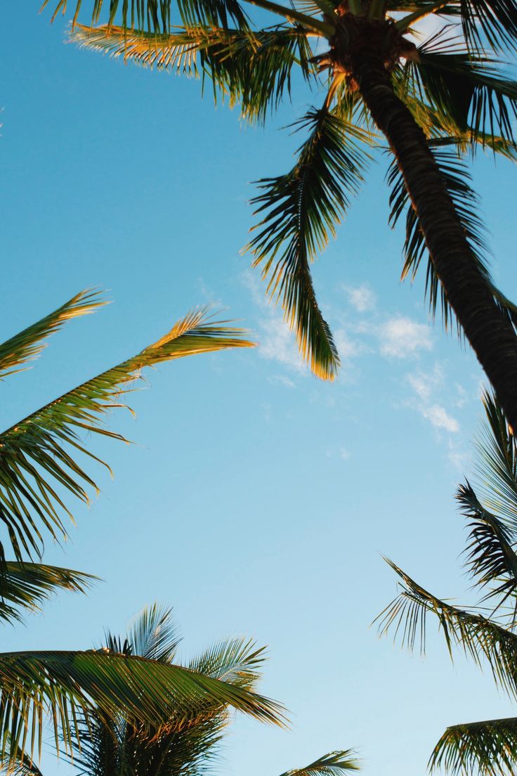 Hawaii, palm tree, summer and summer vibe HD photo by Jordan McQueen on Unspla. Whatsapp background, Wallpaper iphone summer, Tropical wallpaper