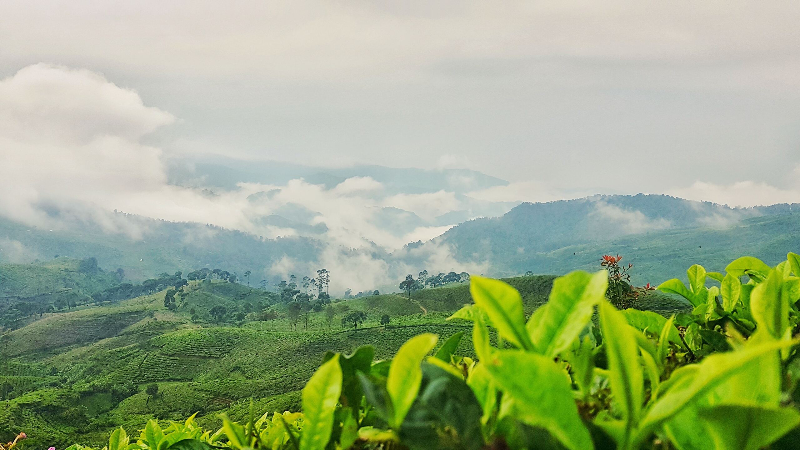 Pangalengan 4K wallpaper