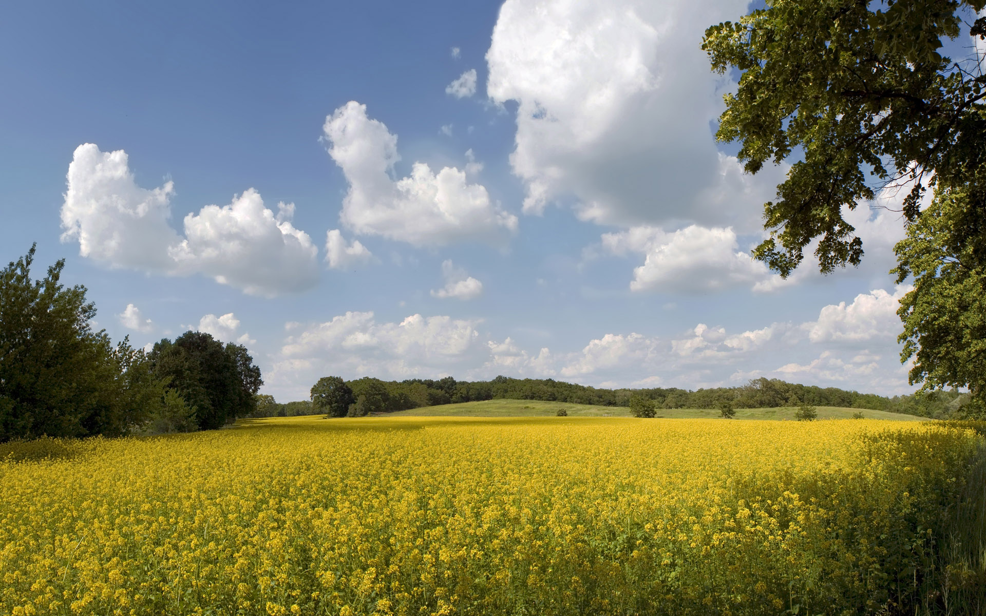 Summer Fields desktop PC and Mac wallpaper
