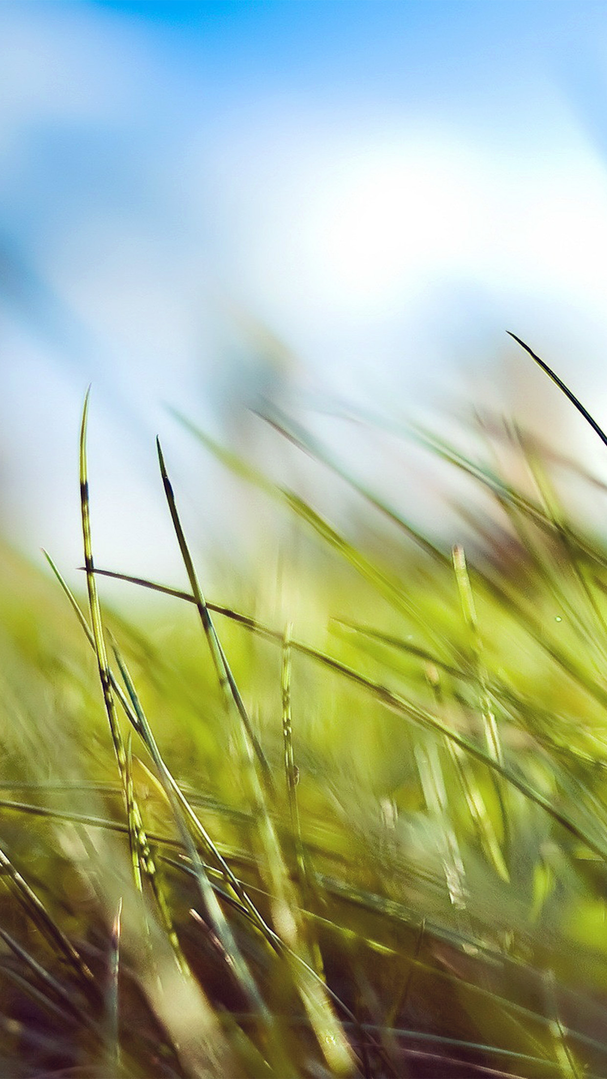 Nature Green Grass Bokeh Summer