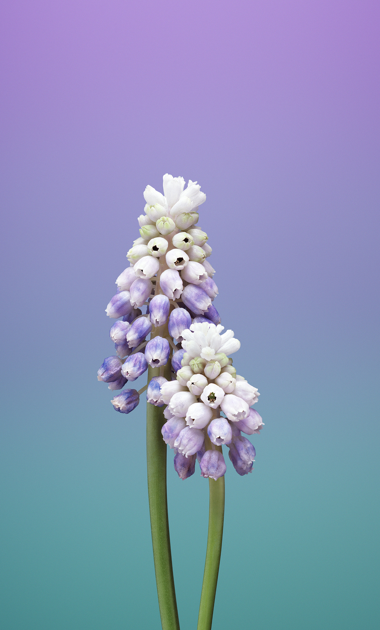 Ios 11 Flower Muscari iPhone HD 4k Wallpaper, Image, Background, Photo and Picture