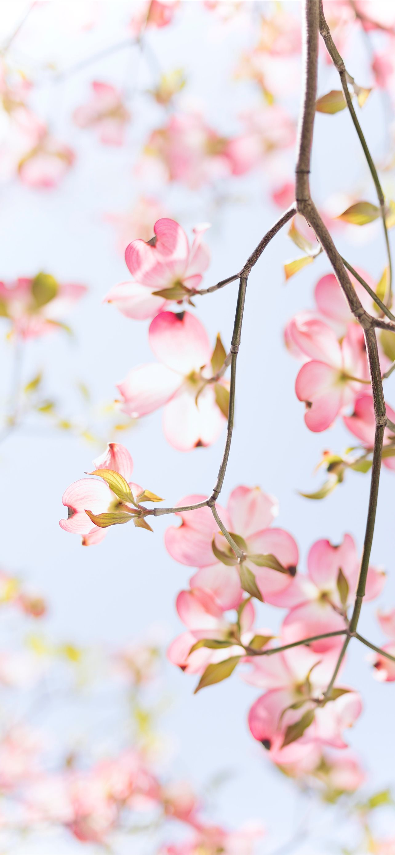 Best Floral iPhone HD Wallpaper