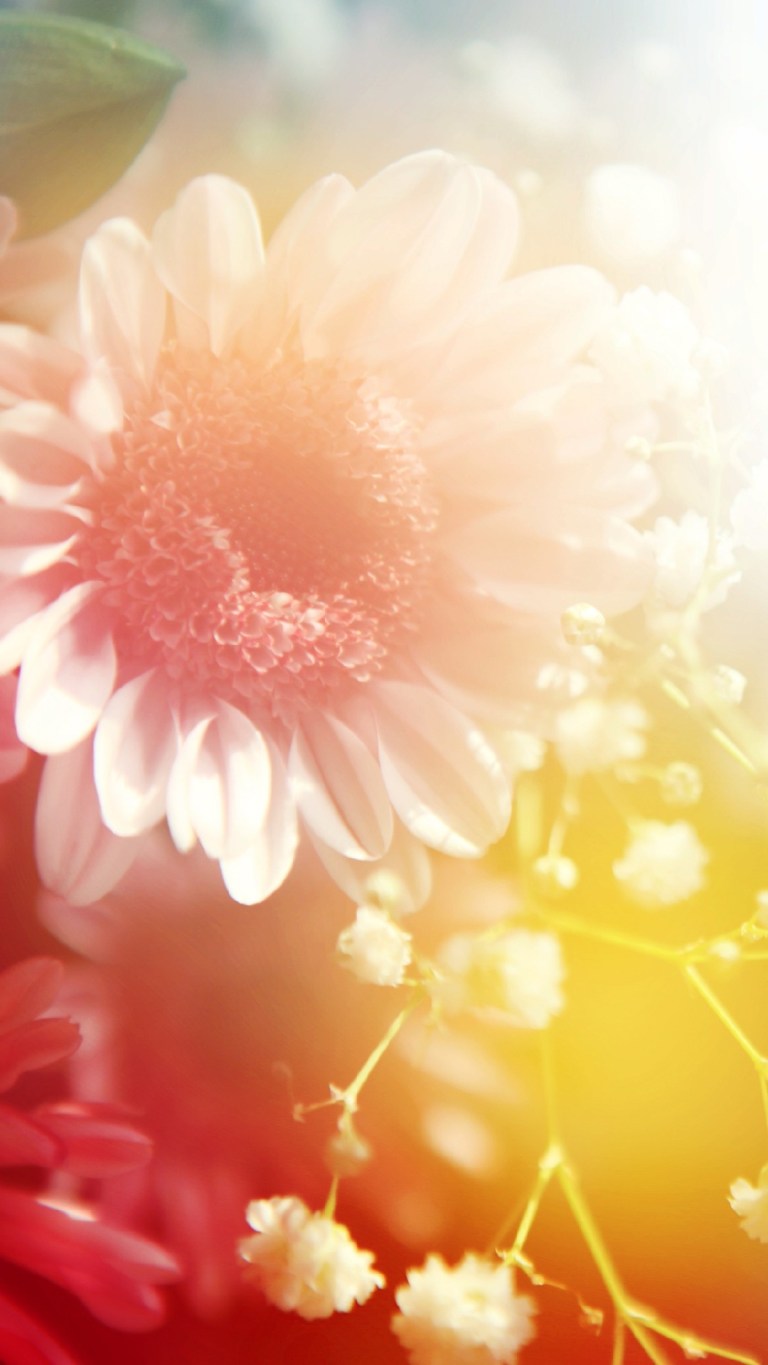 Aesthetics Flower iPhone 4K Background Wallpaper