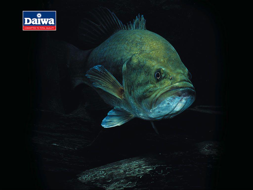 Wallpapers For > Bass Fish Wallpapers