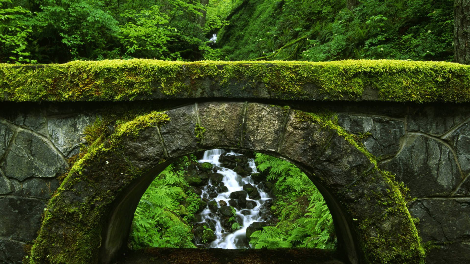 bridge nature wallpaper