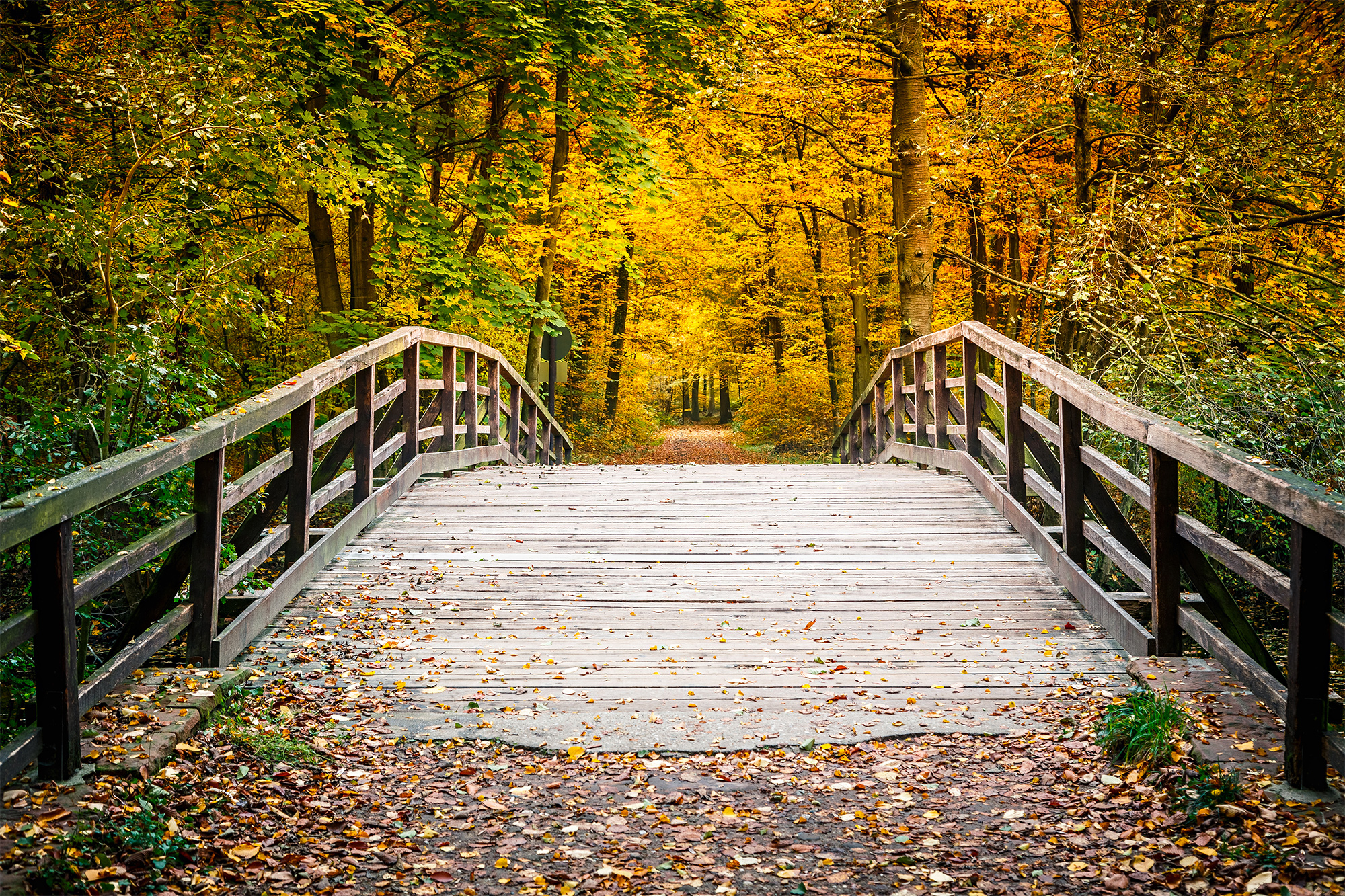 bridge nature wallpaper