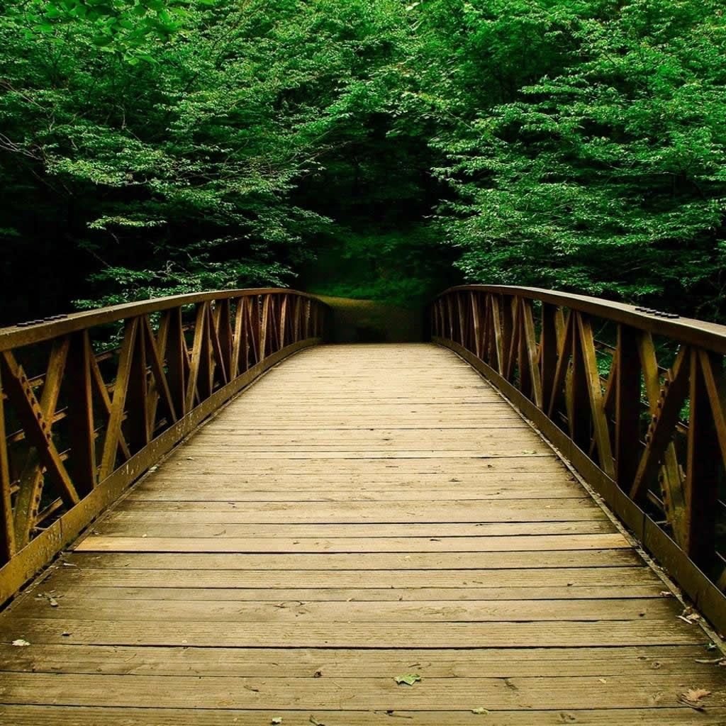 Nature Forest Bridges iPad Wallpaper Free Download