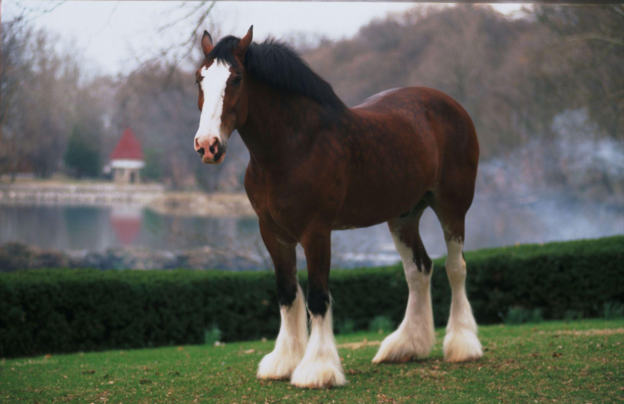 Clydesdale Wallpaper