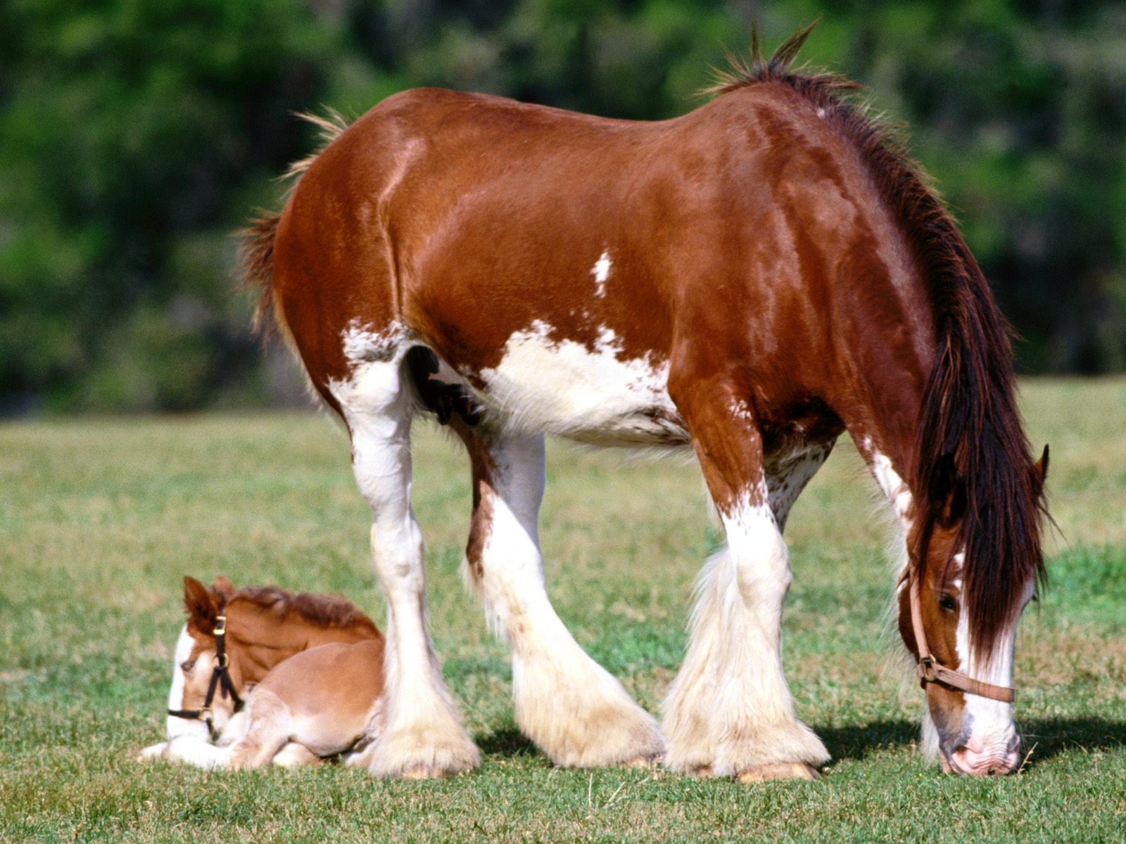 High Definition Wallpaper Horse Picture Mare And Foal