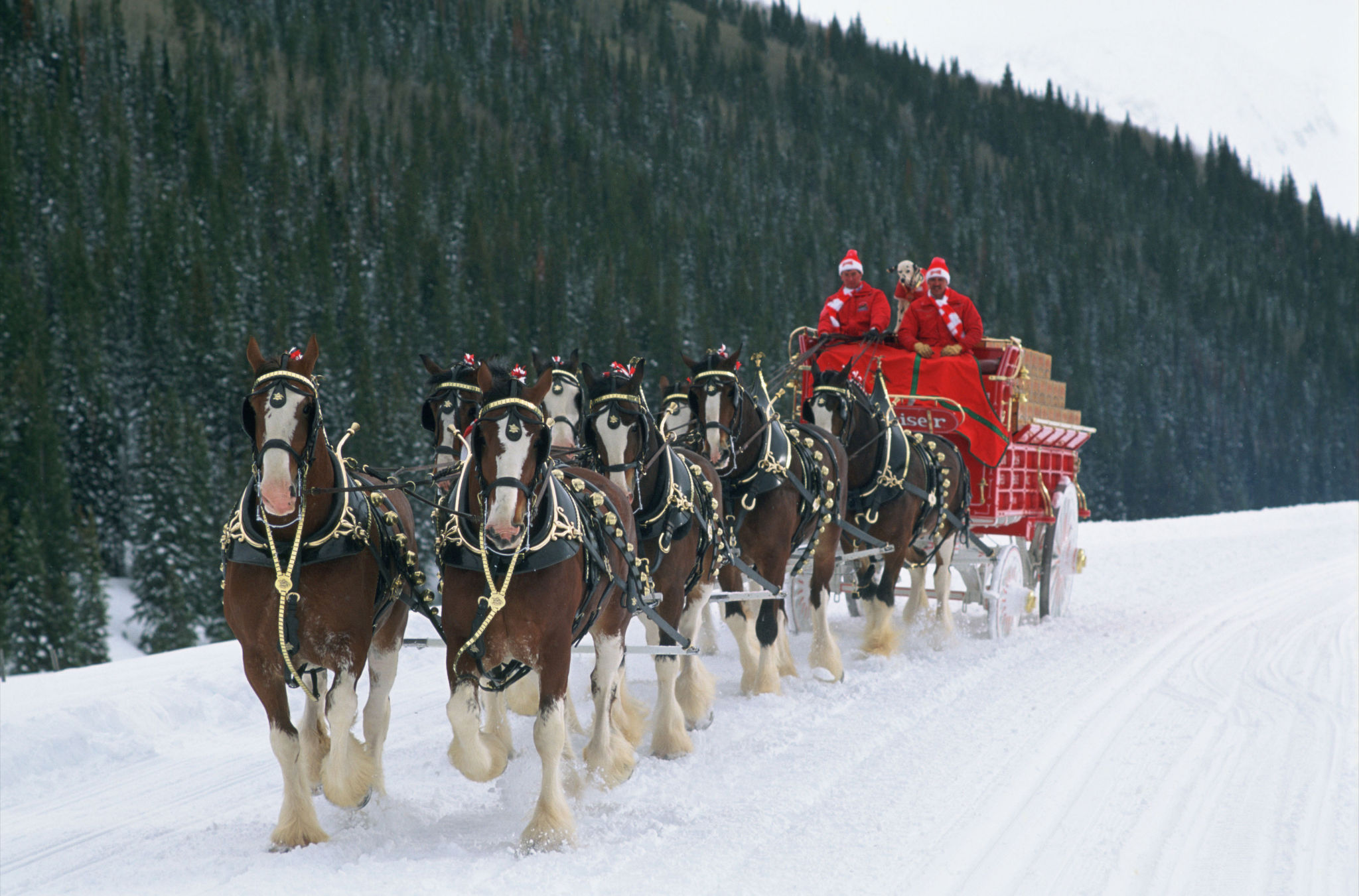 Budweiser Clydesdales Wallpaper Free Budweiser Clydesdales Background