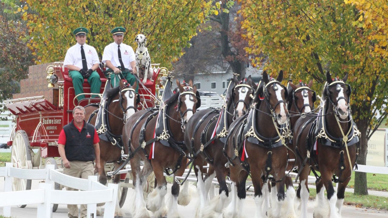 Video: Budweiser Clydesdales at the Kentucky Horse Park