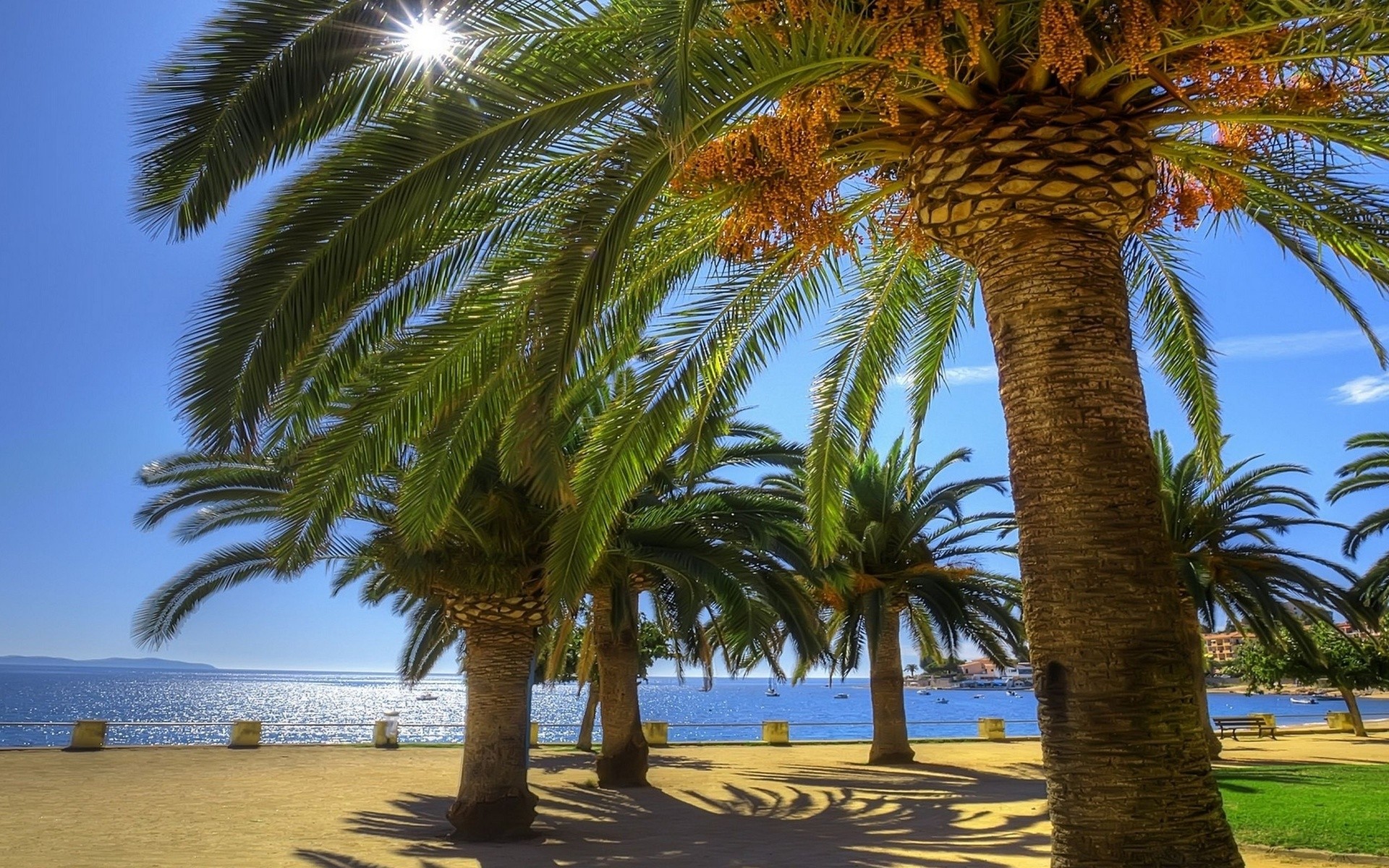 Palm Tree HD Wallpaper
