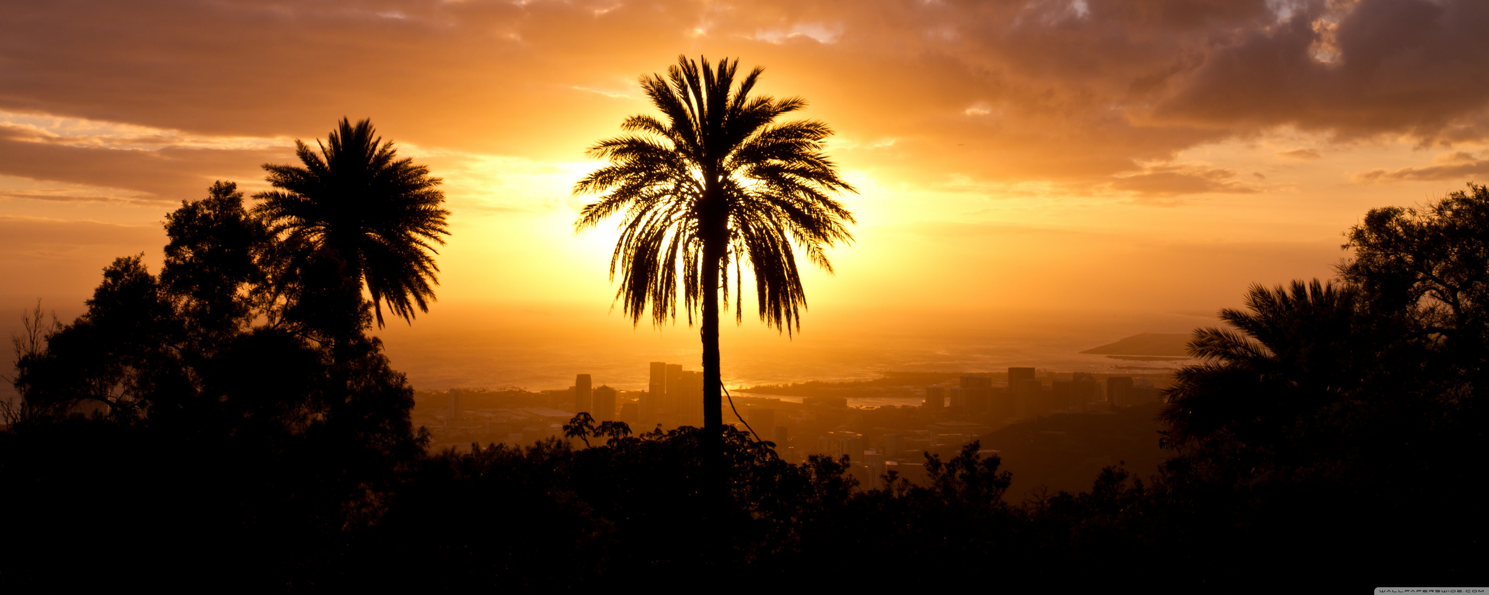 Palm Tree In Sunset Light Ultra HD Desktop Background Wallpaper for 4K UHD TV, Widescreen & UltraWide Desktop & Laptop, Multi Display, Dual Monitor, Tablet