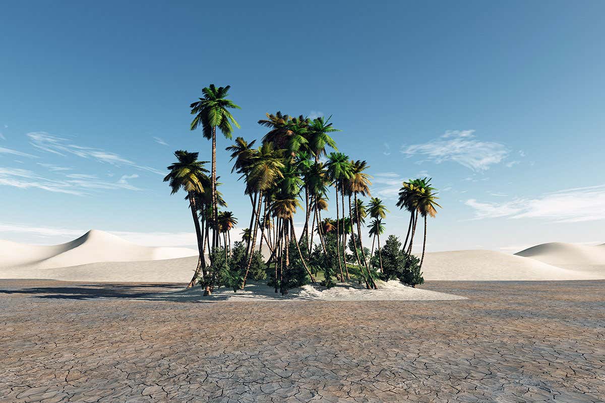 Extinct Date Palms Grown From 2000 Year Old Seeds Found Near Jerusalem