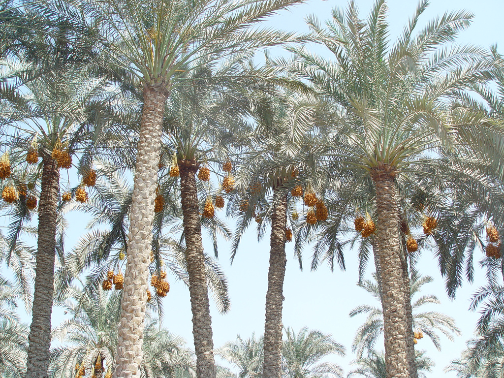Date Palm Wastes as a Biomass Resource