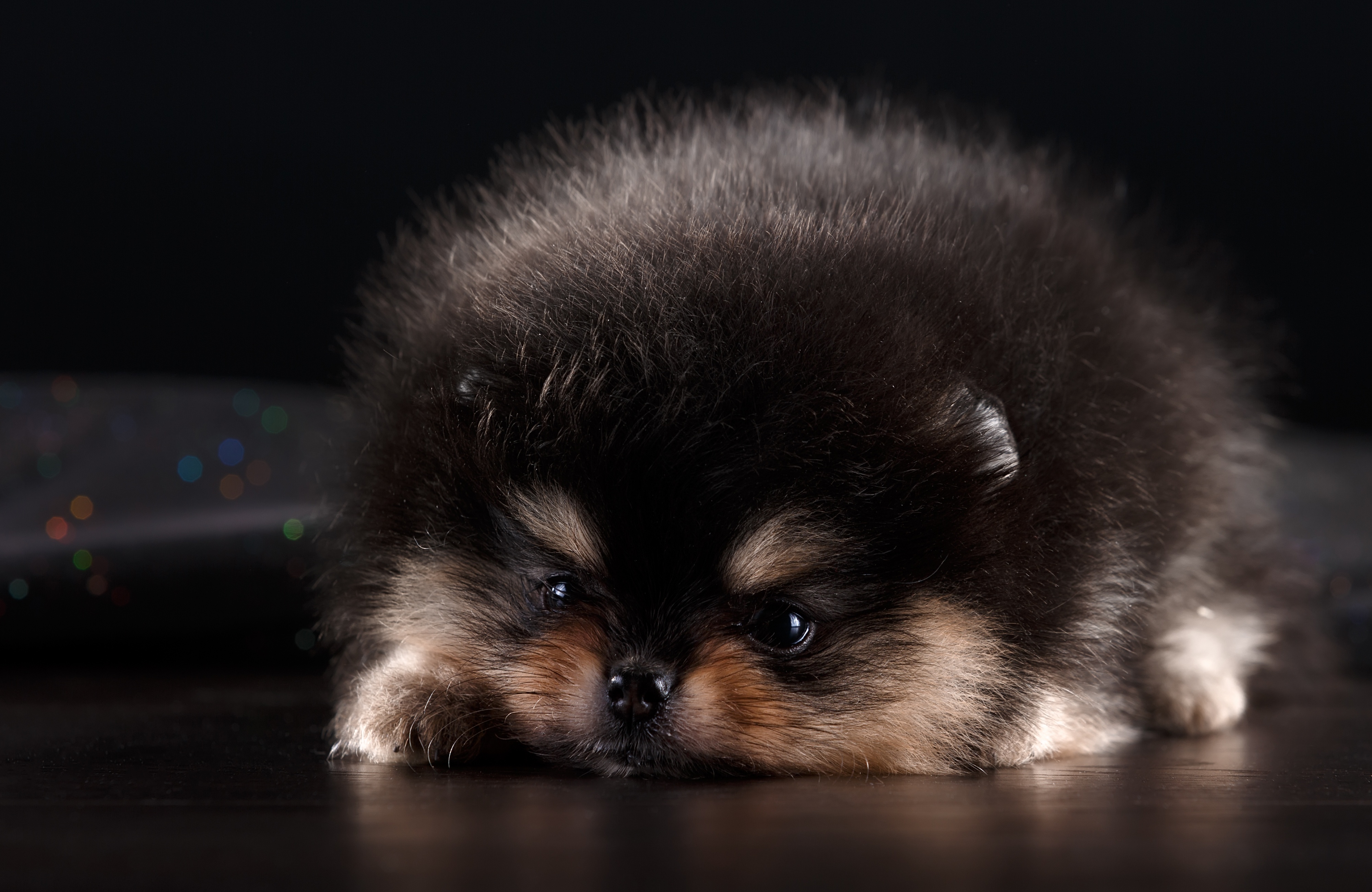 Desktop Wallpaper Spitz Dogs Fluffy animal 4000x2601