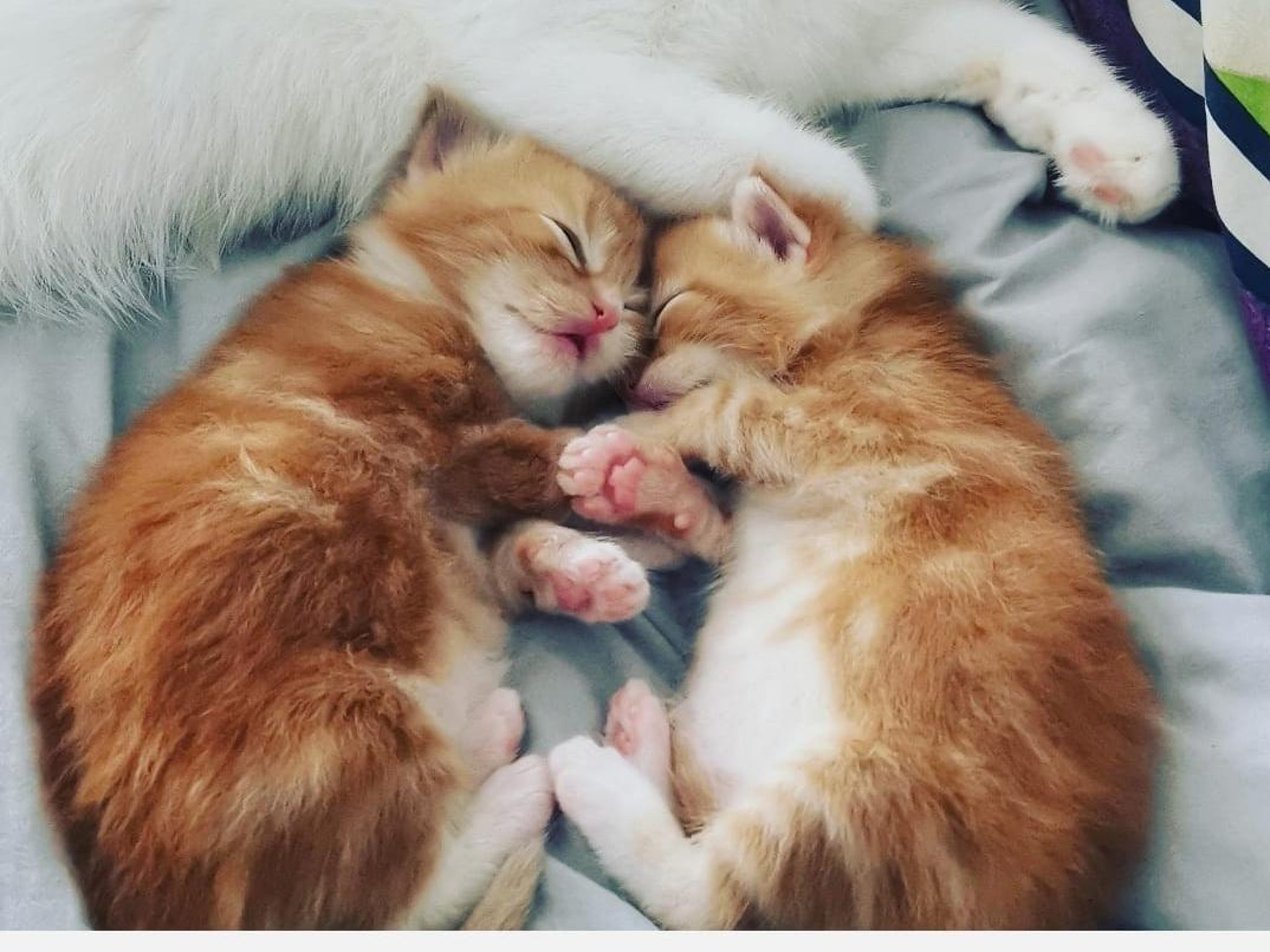 photo of cute baby animals taken in Northamptonshire that will make you go 'a '. Northampton Chronicle and Echo