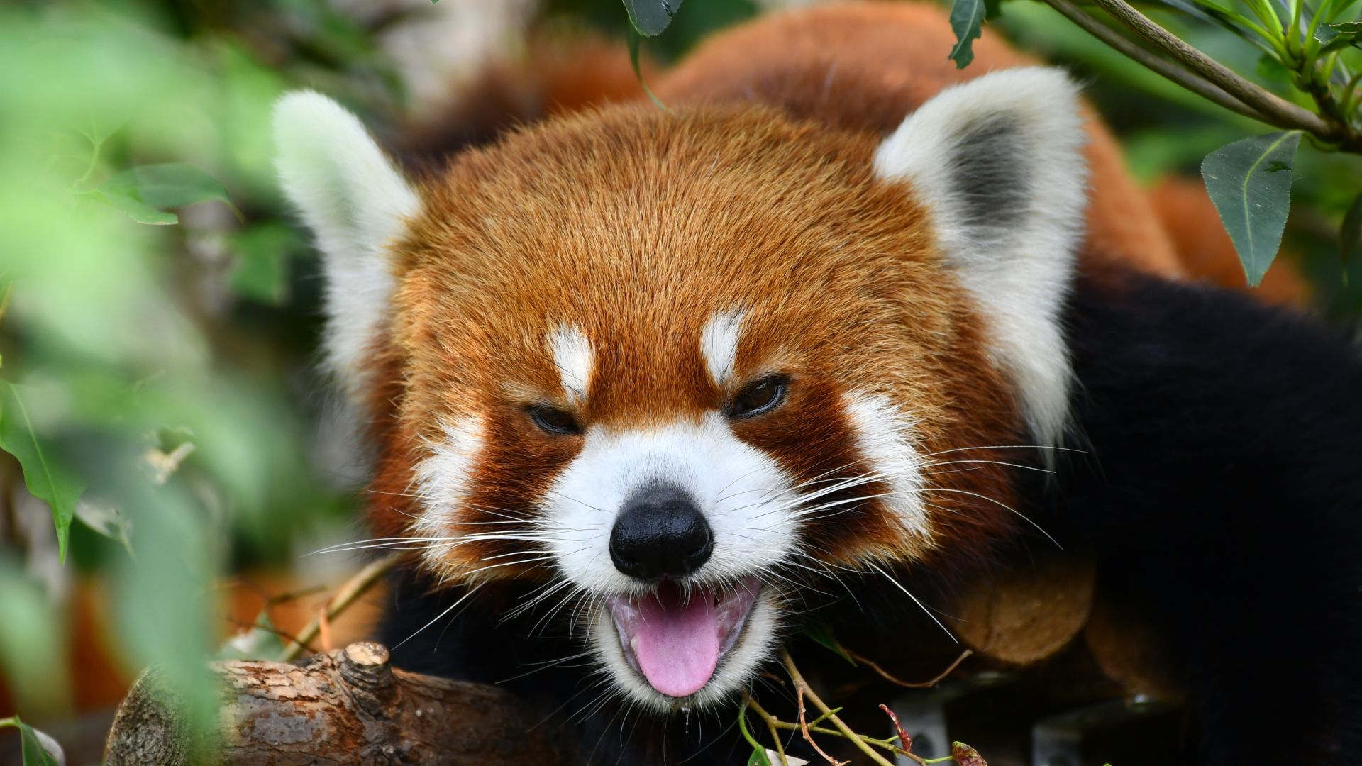 Desktop Wallpaper Happy Red Panda Animals, HD Image, Picture, Background, Mtwjnw