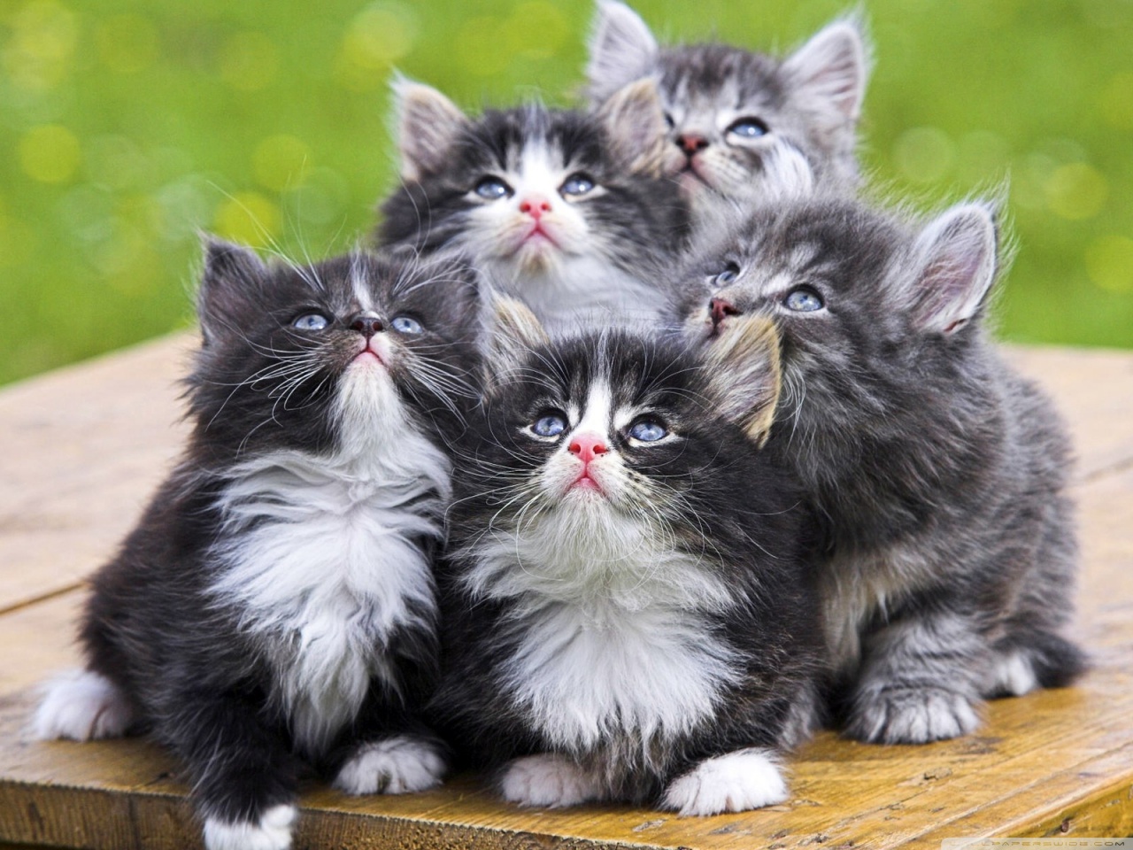 Fluffy Kittens 1 Ultra HD Desktop Background Wallpaper for