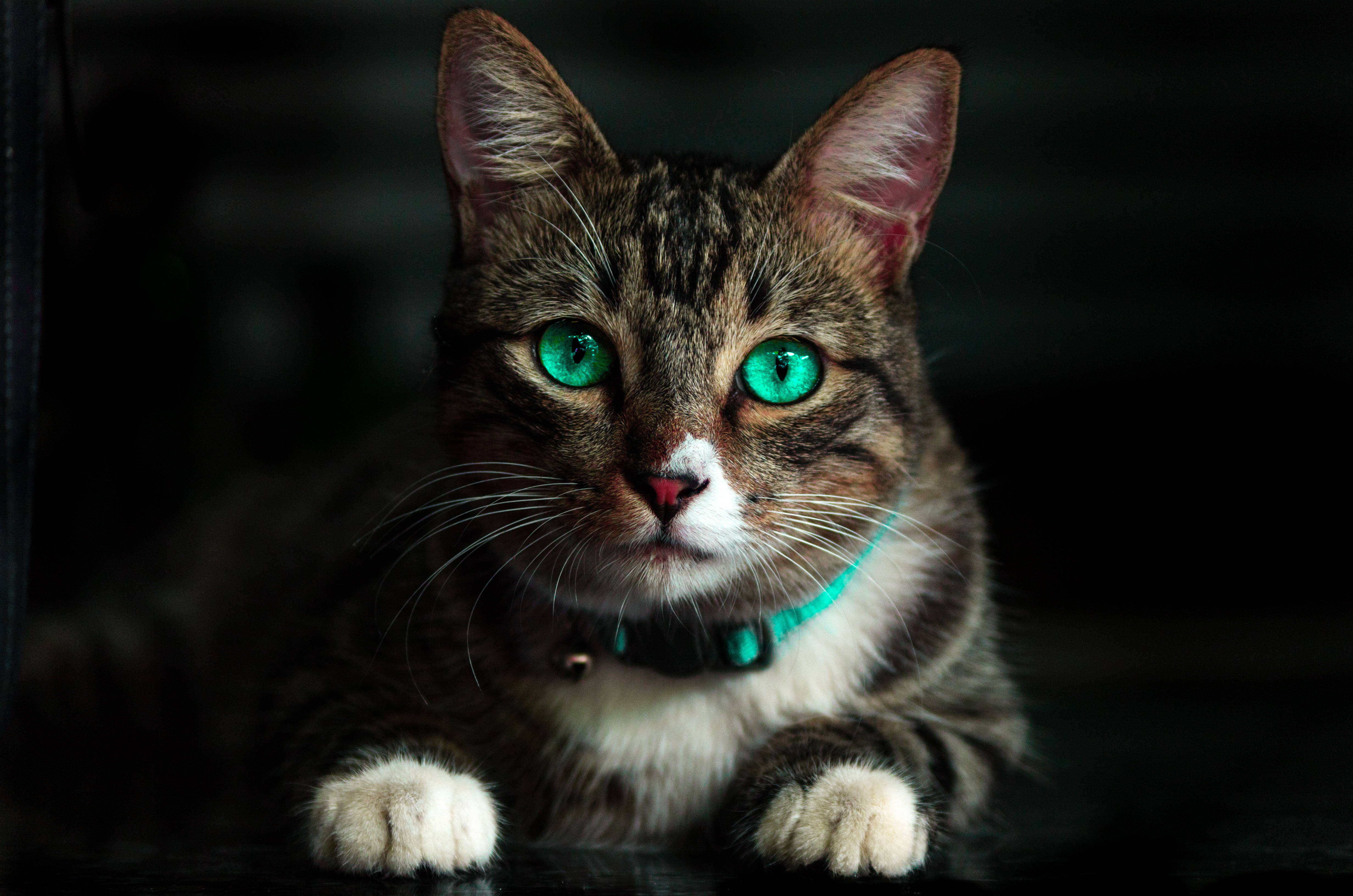 Brown Cat With Green Eyes · Free