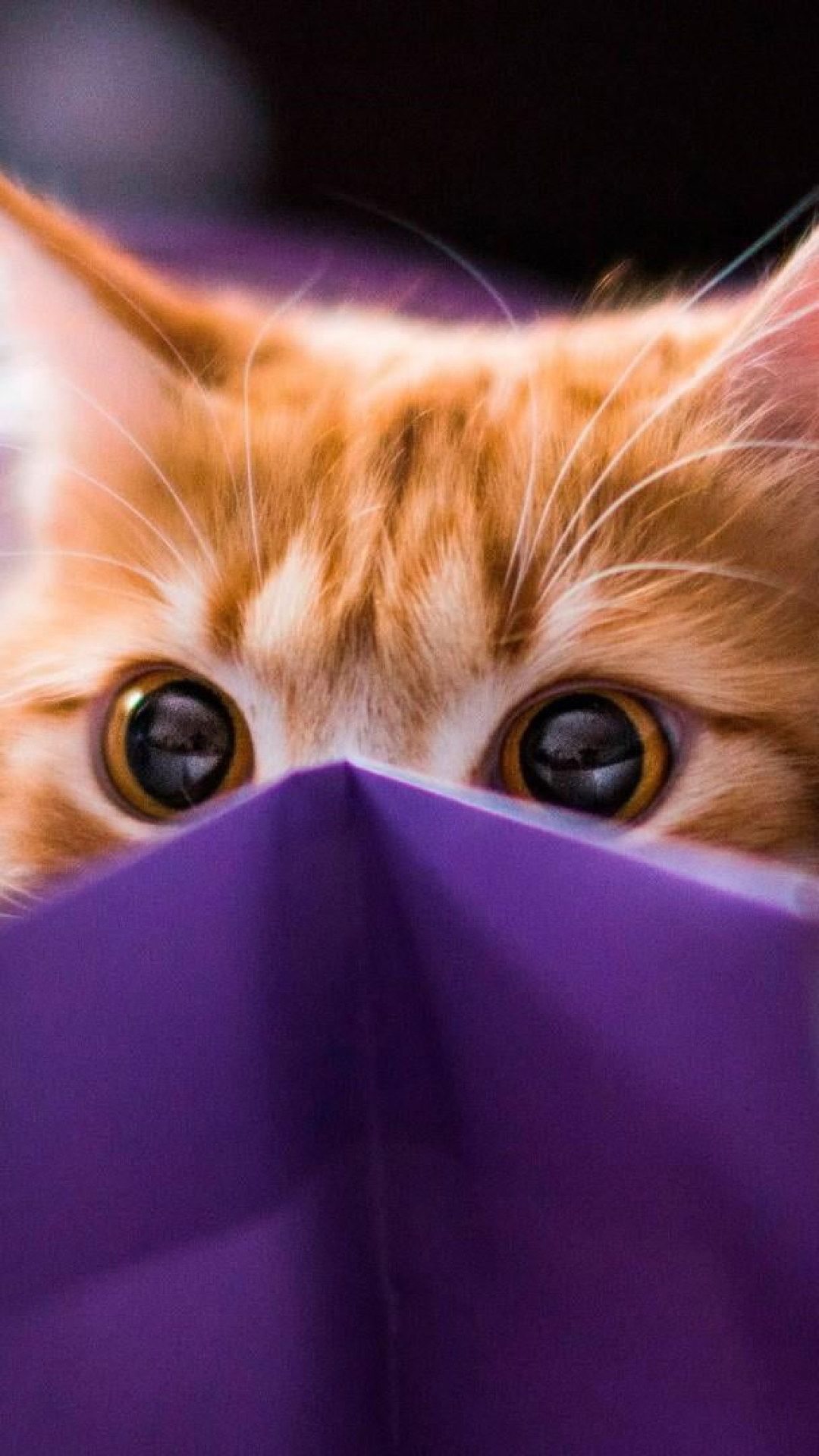 Kitty Wallpaper, Kitten, Cat, Cuteness, Funny, Bag, Peep, Peek, Animal • Wallpaper For You