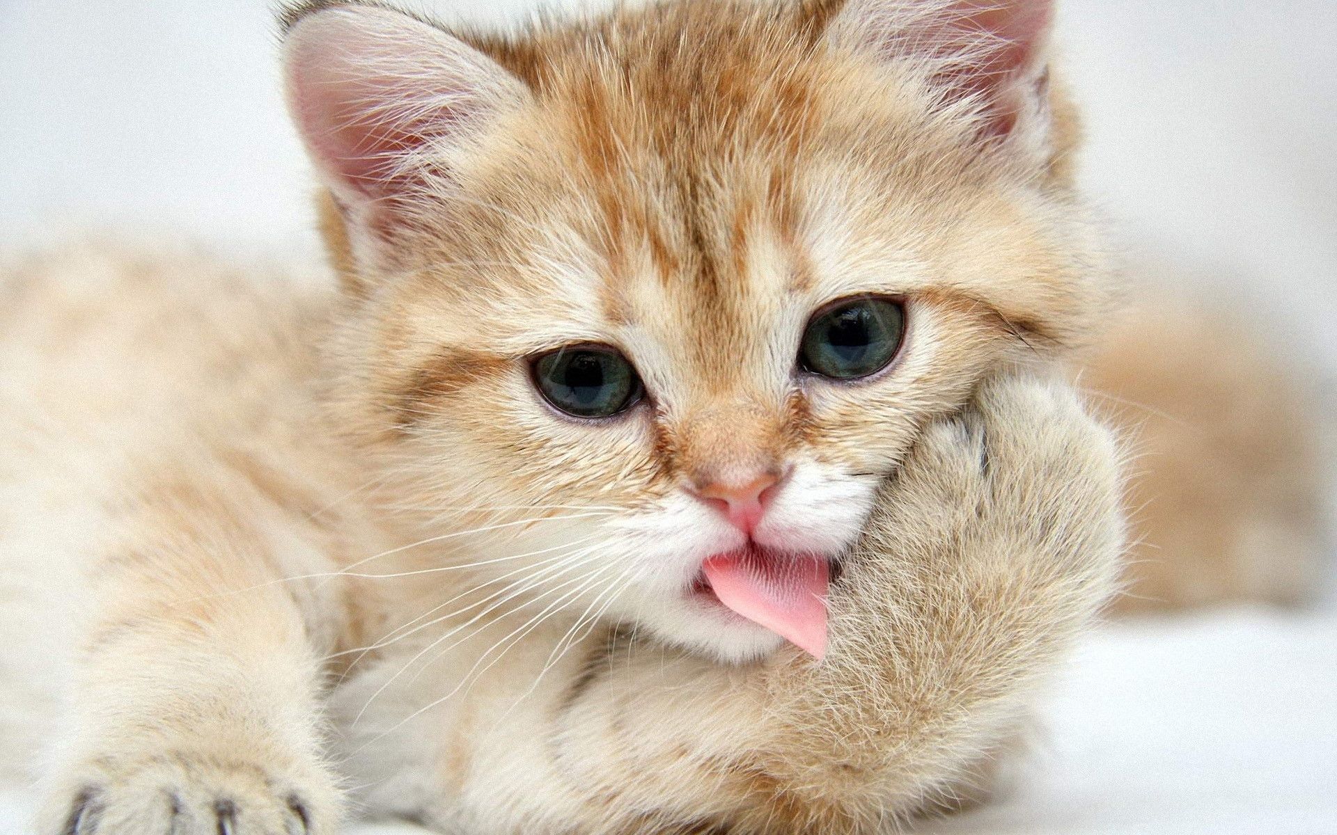 Cute Cat Wallpaper HD Free download