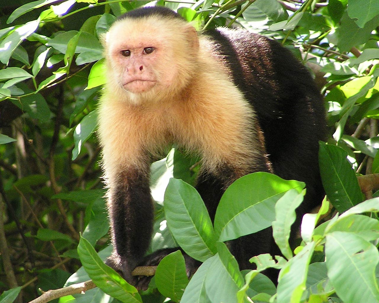 Capuchin Monkey Wallpaper