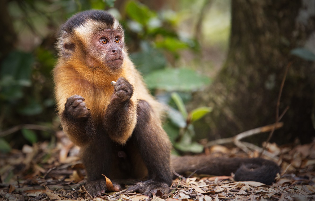 Wallpaper trees, nature, animal, monkey, Capuchin image for desktop, section животные