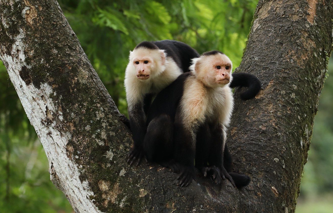 Wallpaper nature, tree, two, pair, monkey, monkeys, a couple, Duo, Capuchin, Capuchins image for desktop, section животные