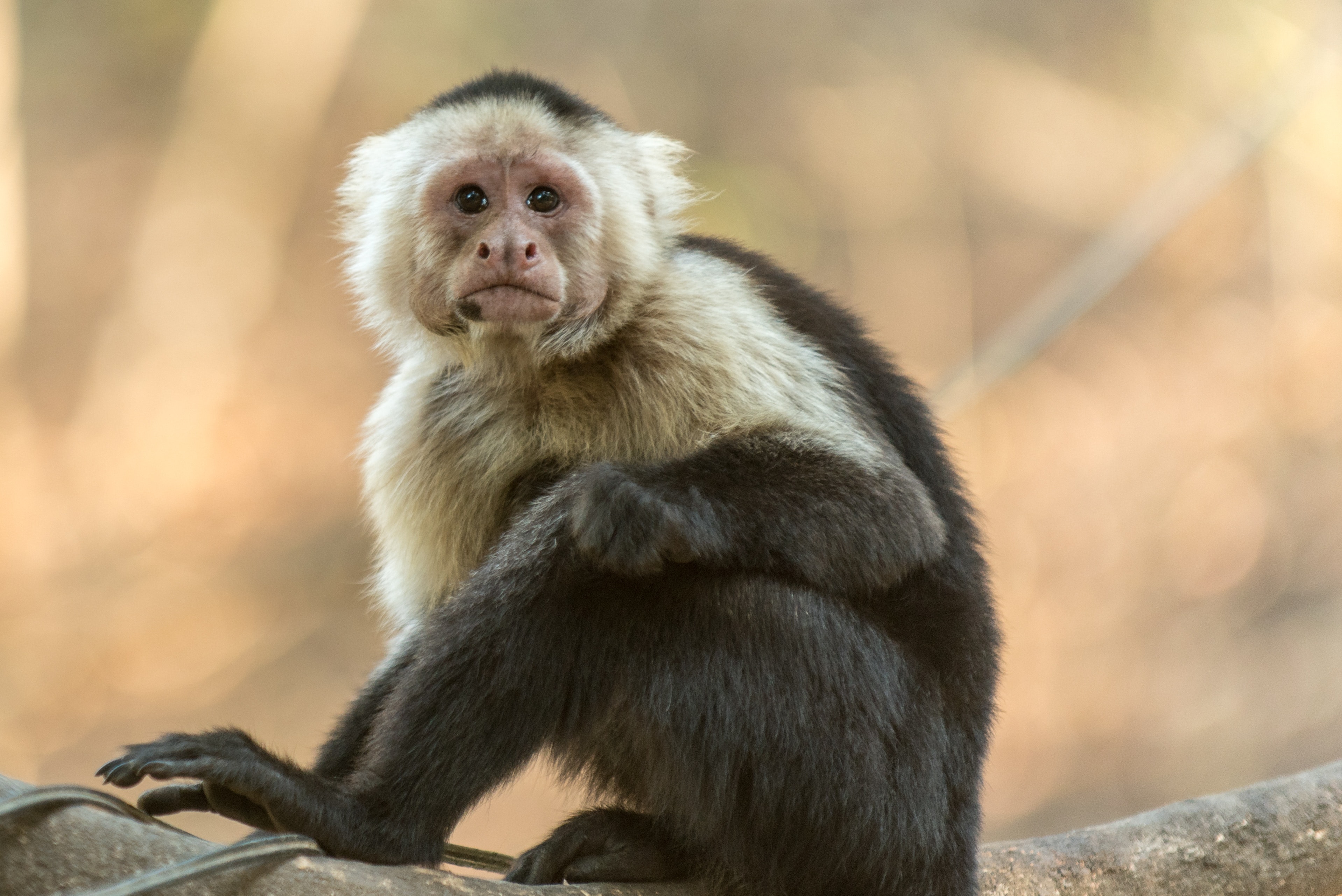 Best Capuchin Monkey Photo · 100% Free Downloads