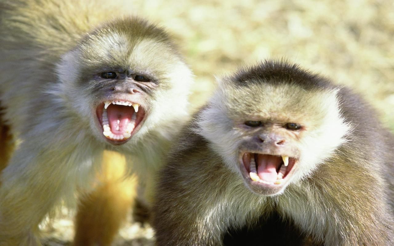 Animals Wallpaper: Animals widescreen wallpaper. Capuchin monkey, Animals, Funny animals