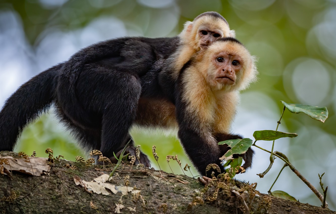 Wallpaper look, pose, monkey, monkeys, cub, mom, Capuchins image for desktop, section животные