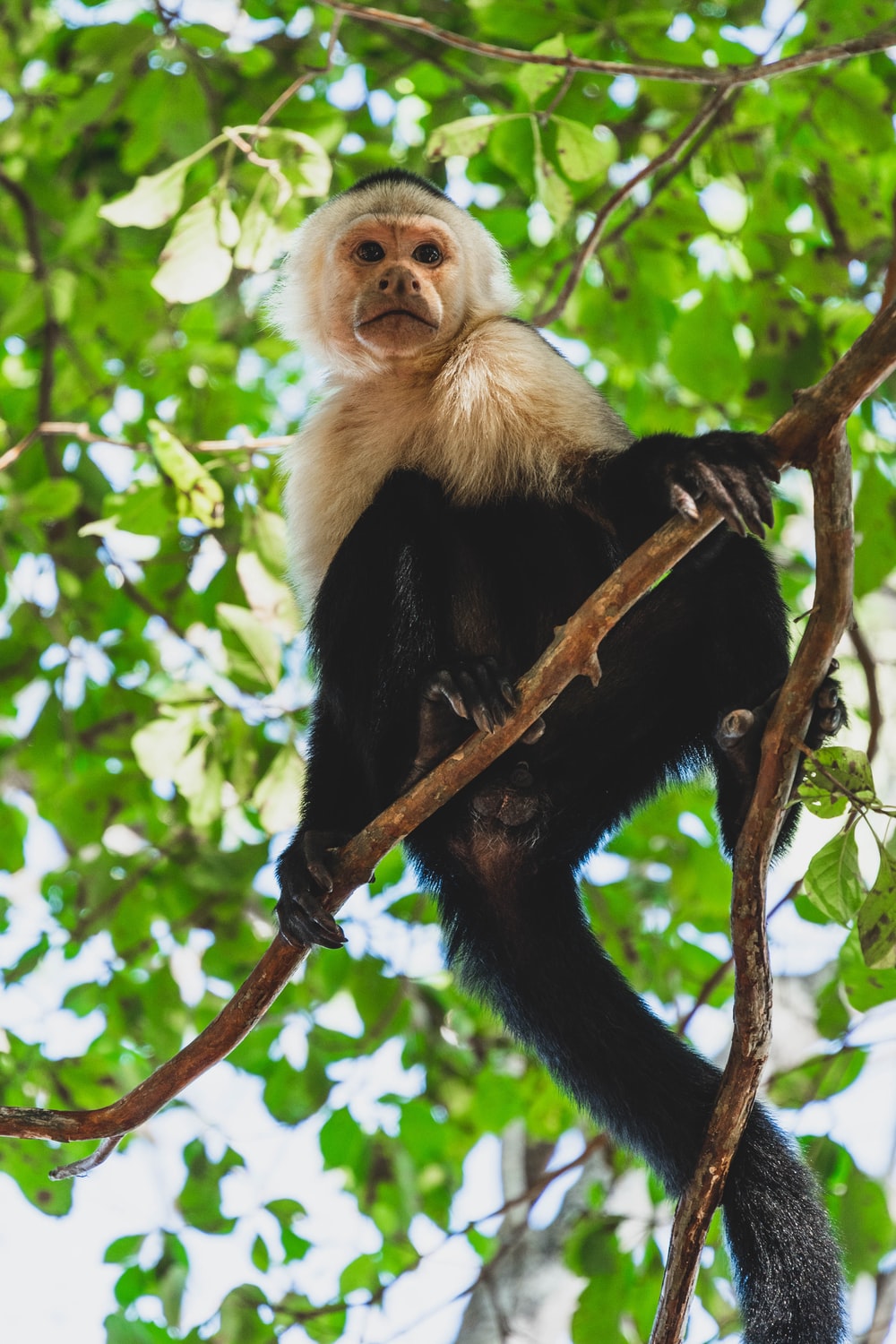 black and white monkey on tree branch during daytime photo
