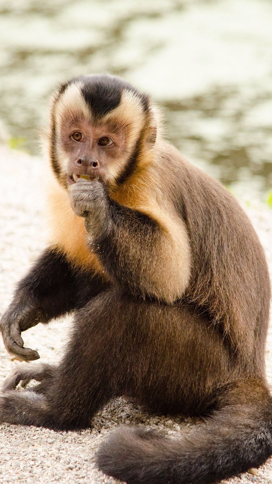 Download Wallpaper 938x1668 Capuchin, Monkey, Small, Cute Iphone 8 7 6s 6 For Parallax HD Background