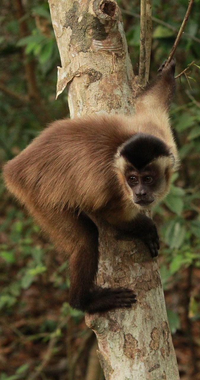 About Wild Animals: A capuchin monkey on a tree. Capuchin monkey, Wild animal wallpaper, Animals