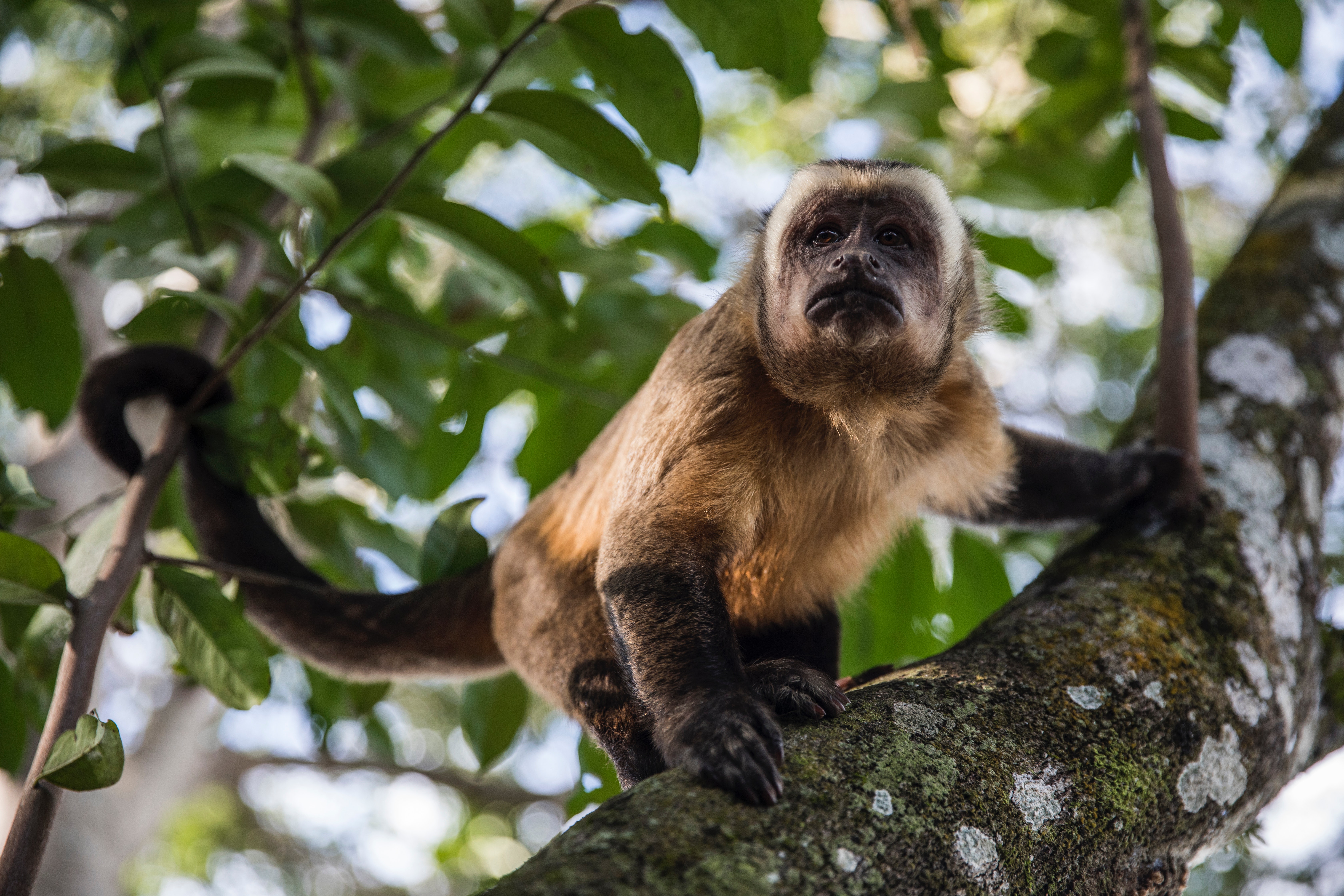 Best Capuchin Monkey Photo · 100% Free Downloads
