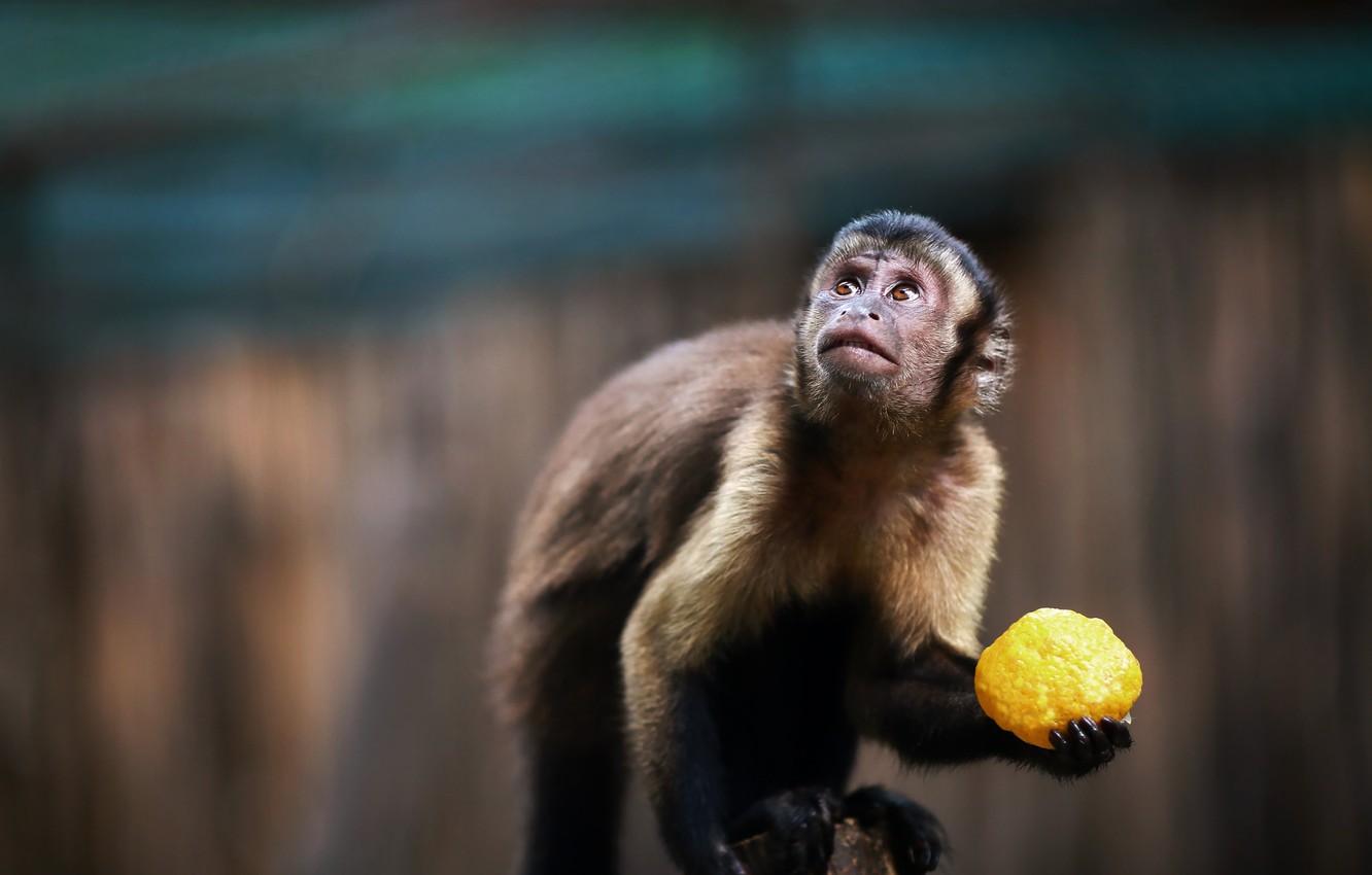 Wallpaper animal, monkey, fruit, Capuchin image for desktop, section животные