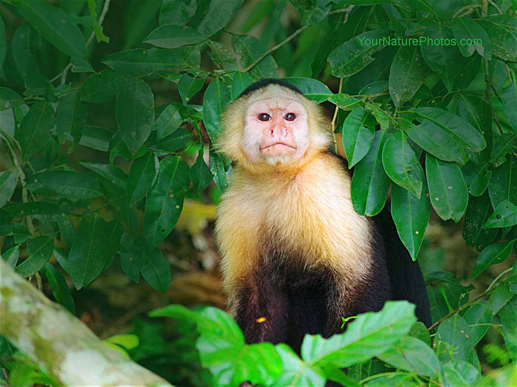 Hd Wallpaper Blog: Capuchin Monkey Wallpaper