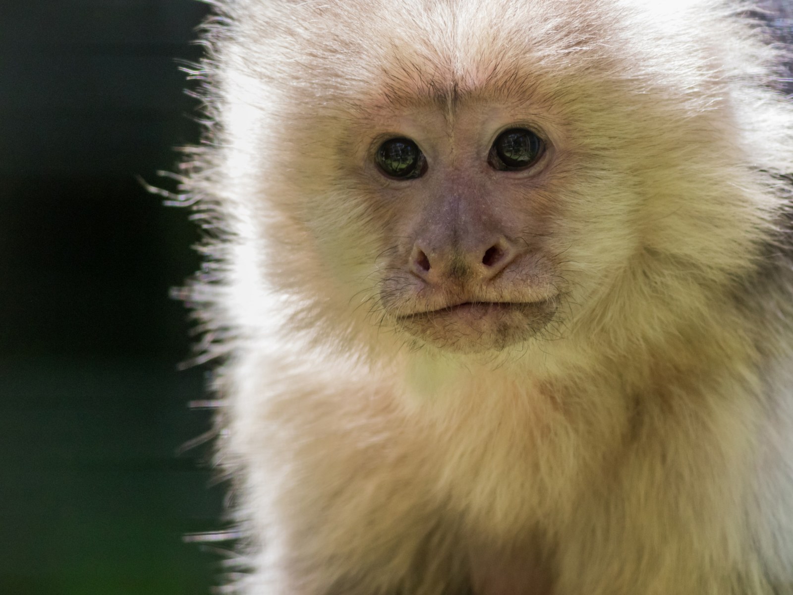 Pet Capuchin Monkey Coco Chanel Stolen from Minnesota Car Parked